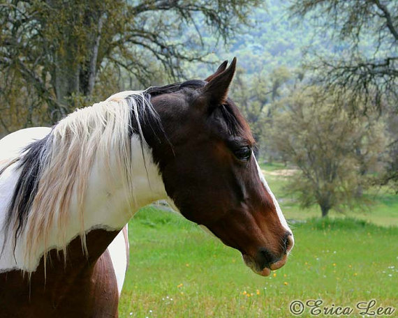 Paint Horses Funny Quotes. QuotesGram