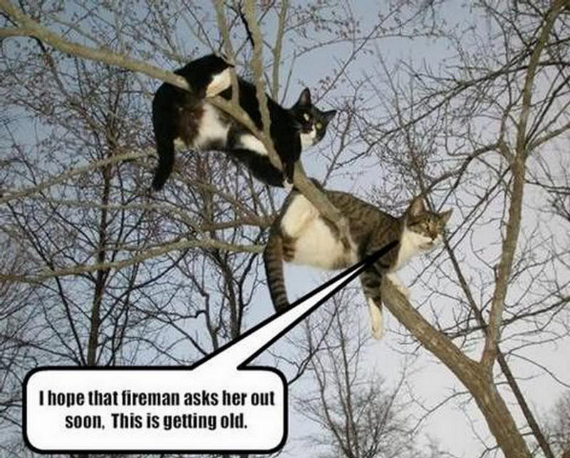 Funny Quotes About Trees. QuotesGram