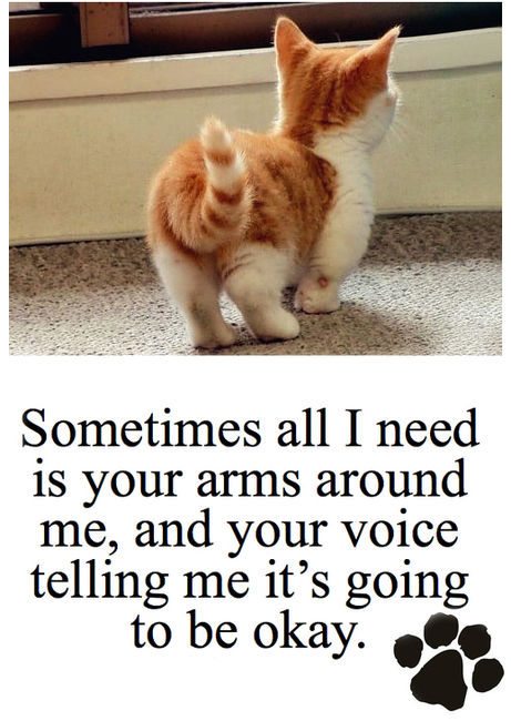 Cute Cat Quotes. QuotesGram