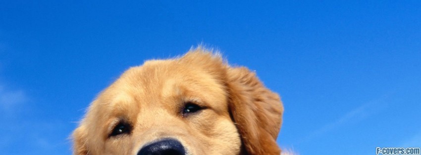 Facebook Quotes Cover Photo Dogs. QuotesGram