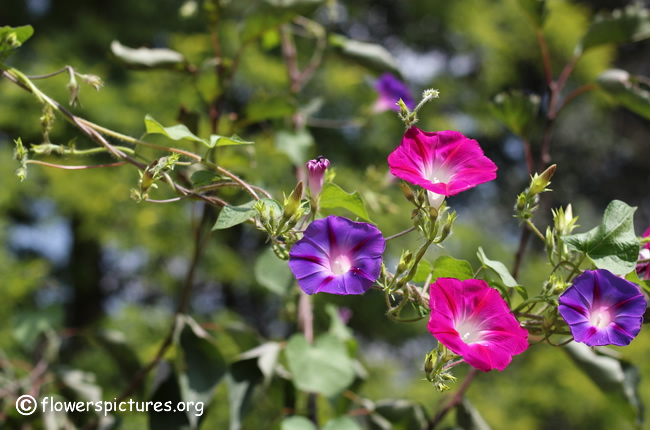 Morning Glory Flower Quotes. QuotesGram