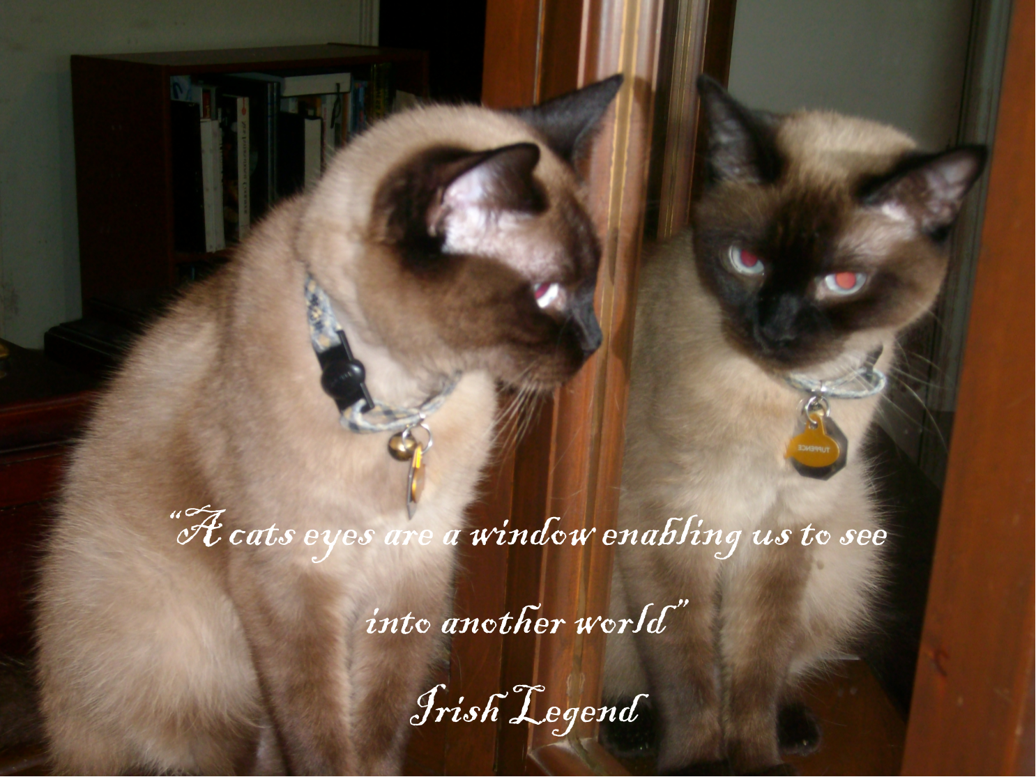 Quotes About Cats Eyes. QuotesGram