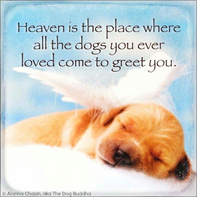 Quotes About Dogs In Heaven. QuotesGram