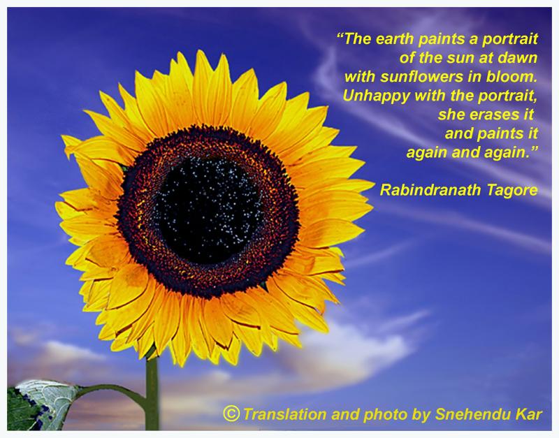 Sunflower Quotes Or Poems. QuotesGram