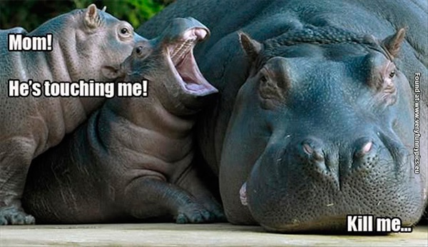 Funny Hippo Quotes. QuotesGram
