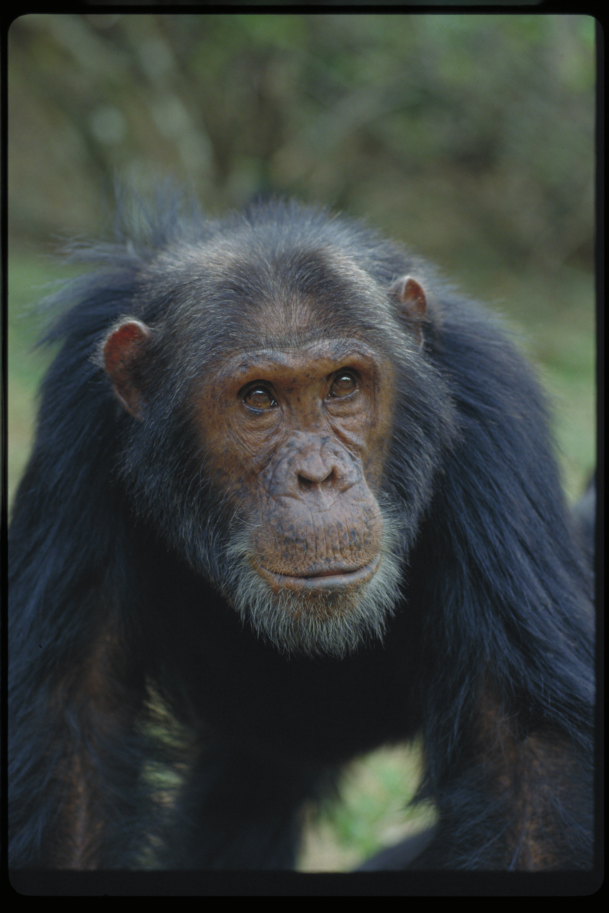 Quotes About Jane Goodall Chimpanzees. QuotesGram