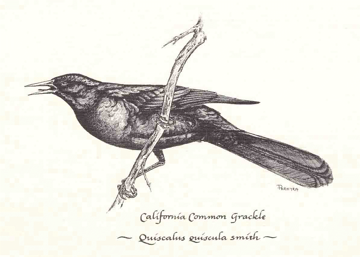 Bird Quotes From Macbeth. QuotesGram