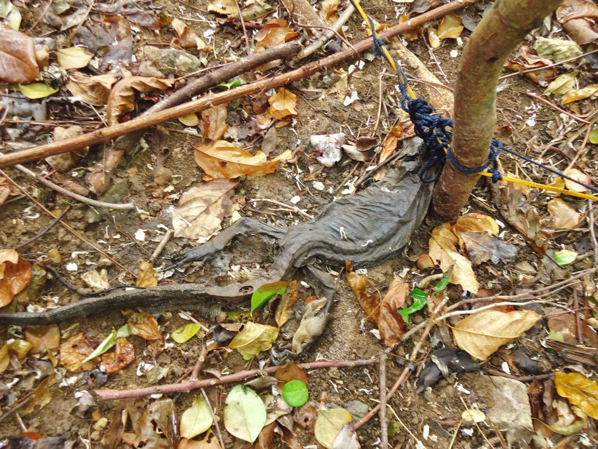 Animal Trapping Quotes. QuotesGram