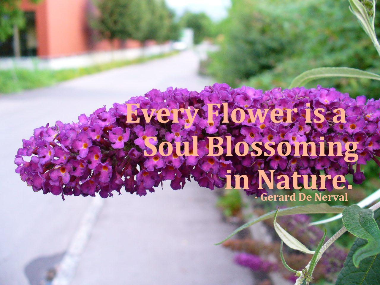 Quotes About Blossoming. QuotesGram