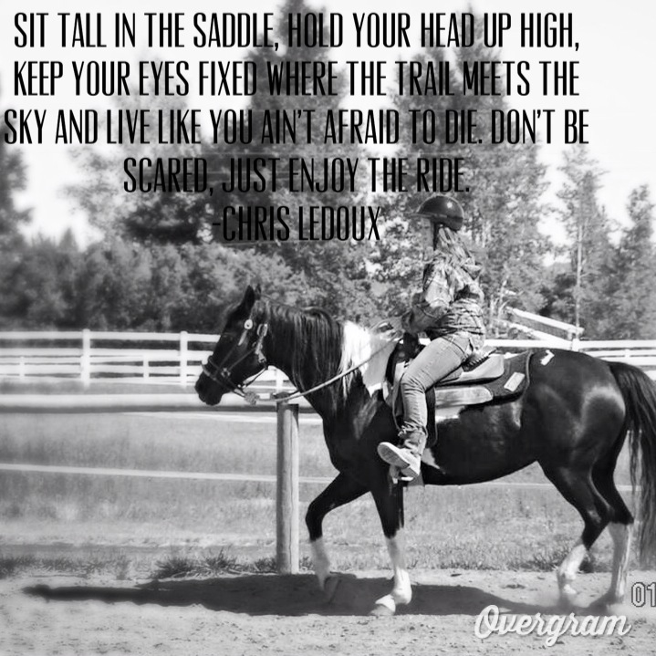 Quotes About High Horse. QuotesGram