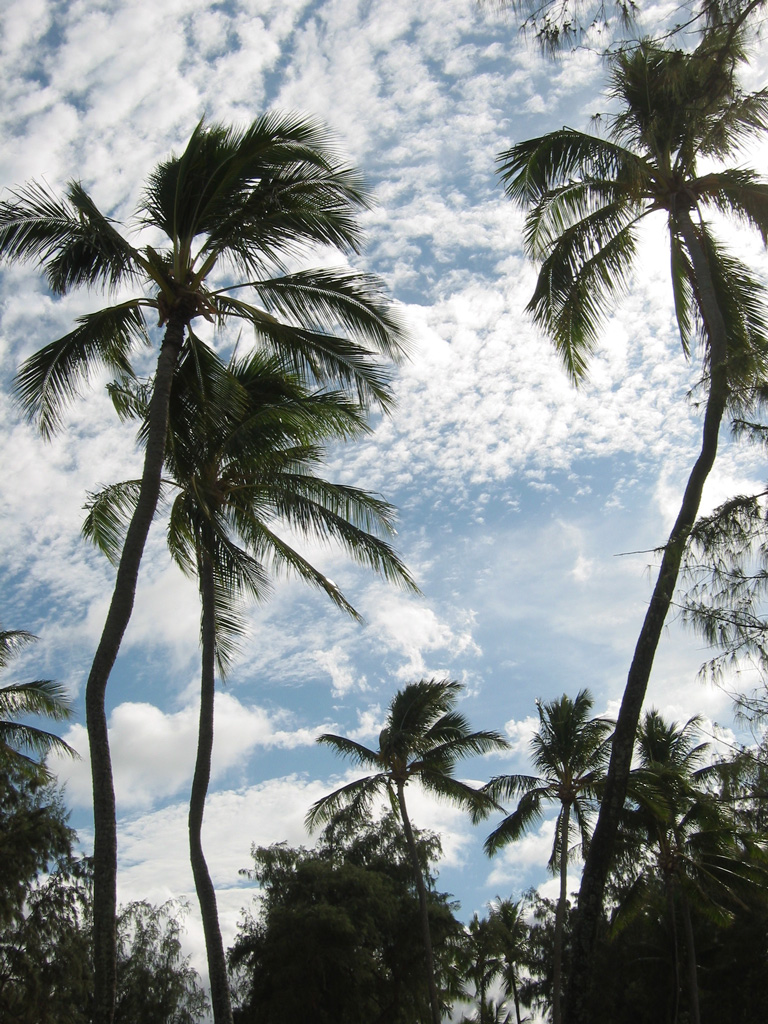 Palm Trees Windy Weather Quotes. QuotesGram