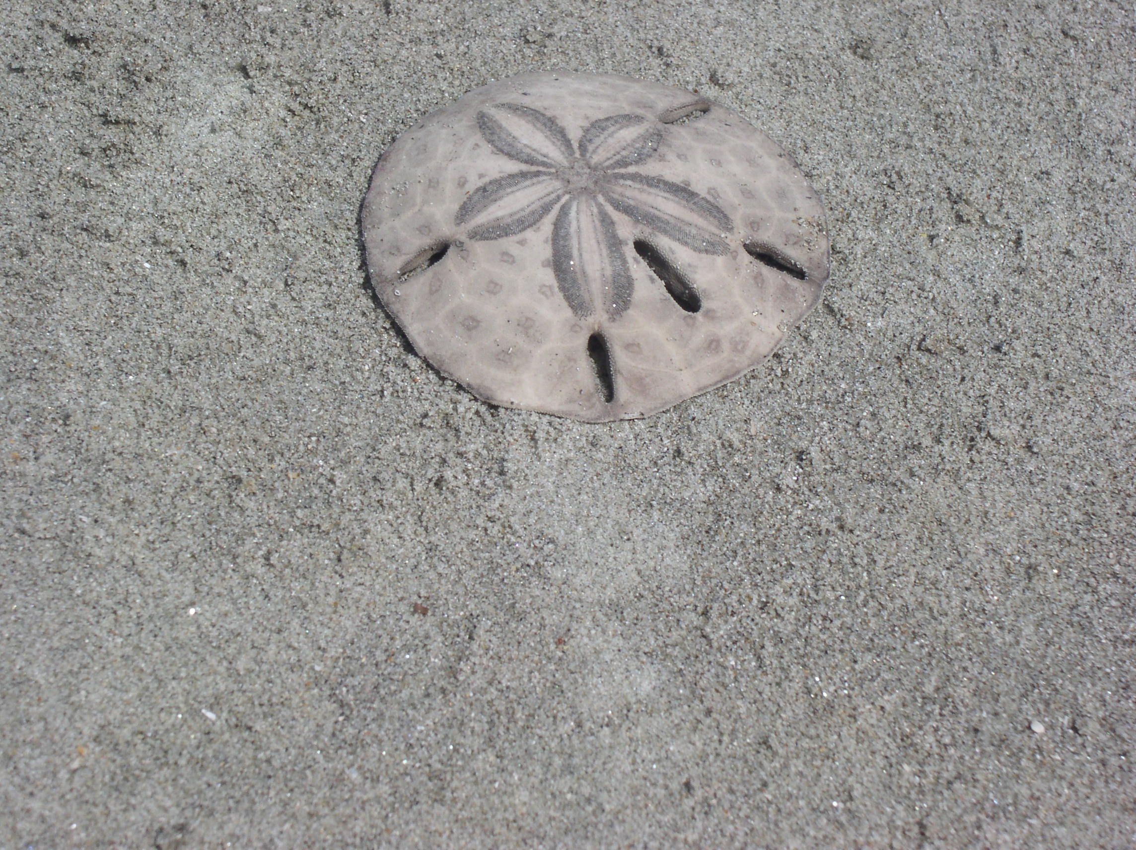 Sand Dollar Quotes Inspirational Quotesgram