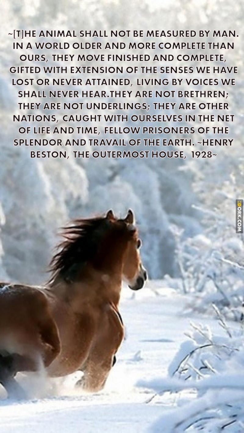 Animal Cruelty Quotes Suffering.