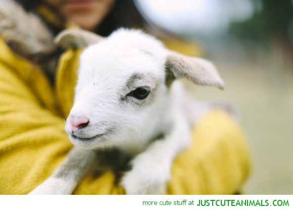2079450203 cute animal pictures baby goat kid