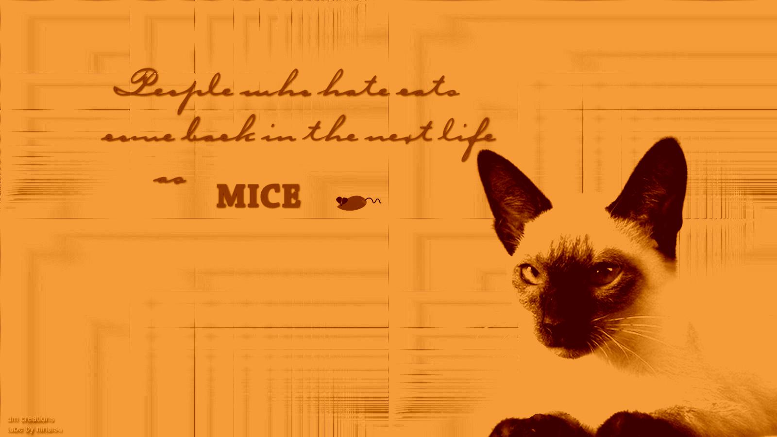 Cat Quotes Siamese. QuotesGram