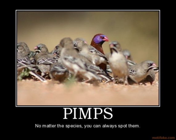 Funny Quotes About Pimps.