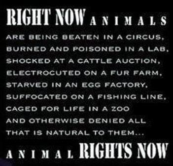 Sayings Quotes About Animal Neglect