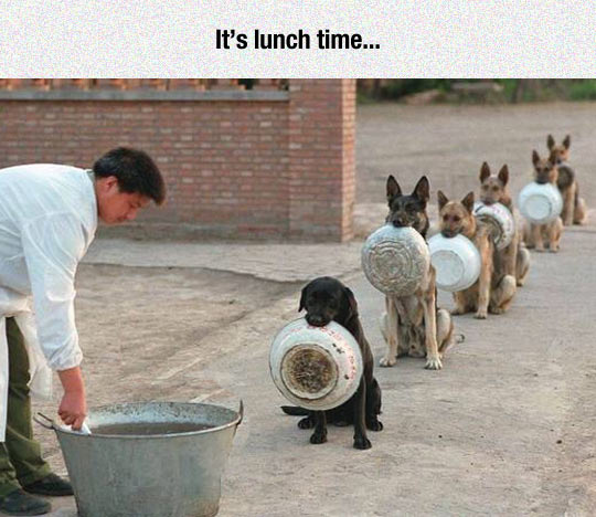 Lunch Time Funny Quotes. QuotesGram Lunch Time Funny Quotes. QuotesGram