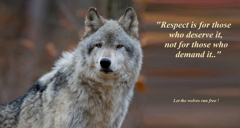 Indian Wolf Sayings And Quotes. Quotesgram