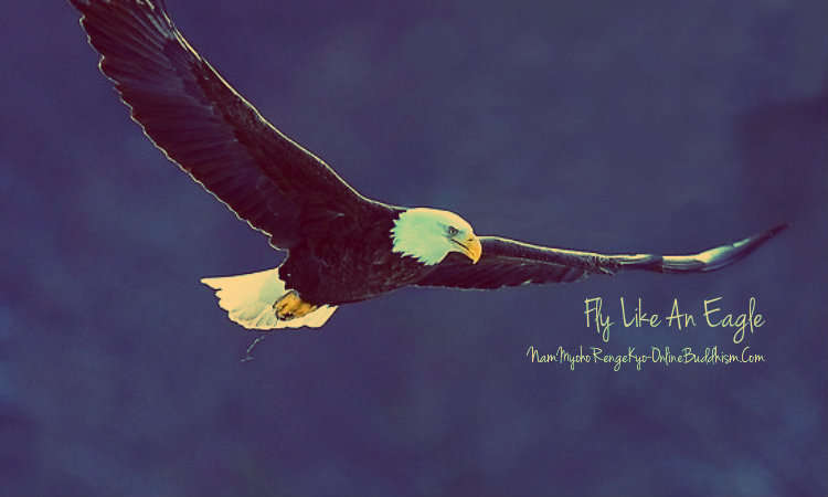 Fly Like An Eagle Quotes. QuotesGram Fly Like An Eagle Quotes. QuotesGram