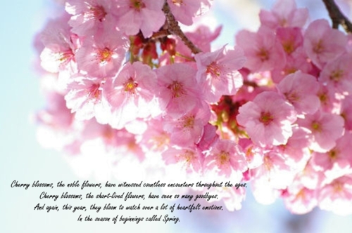 Cherry Blossom Quotes. QuotesGram
