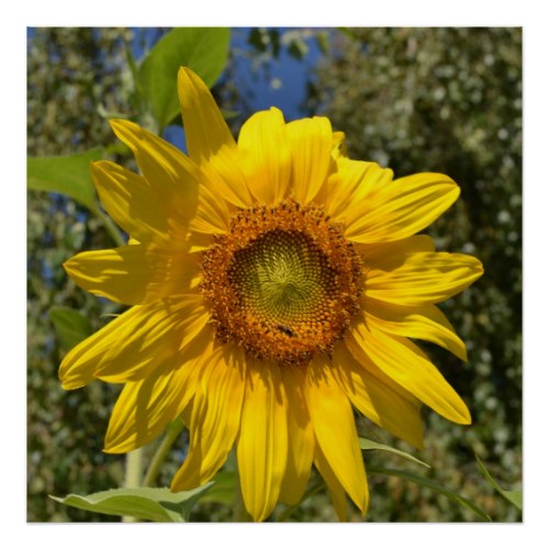 Inspirational Quotes About Sunflowers. QuotesGram