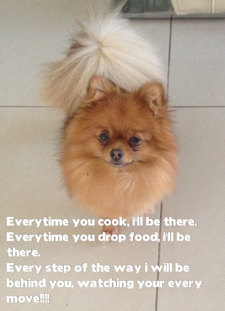 Pomeranian Quotes. QuotesGram