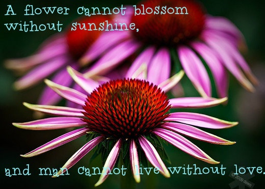 Pretty Flower Quotes. QuotesGram