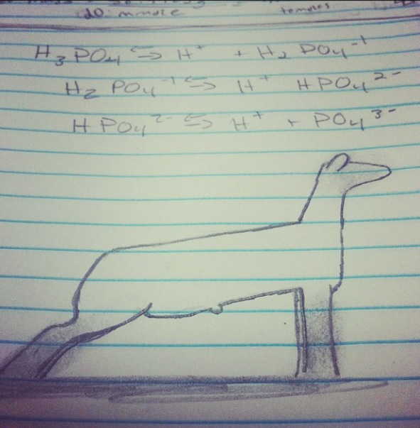 Best Animal House Quotes. QuotesGram