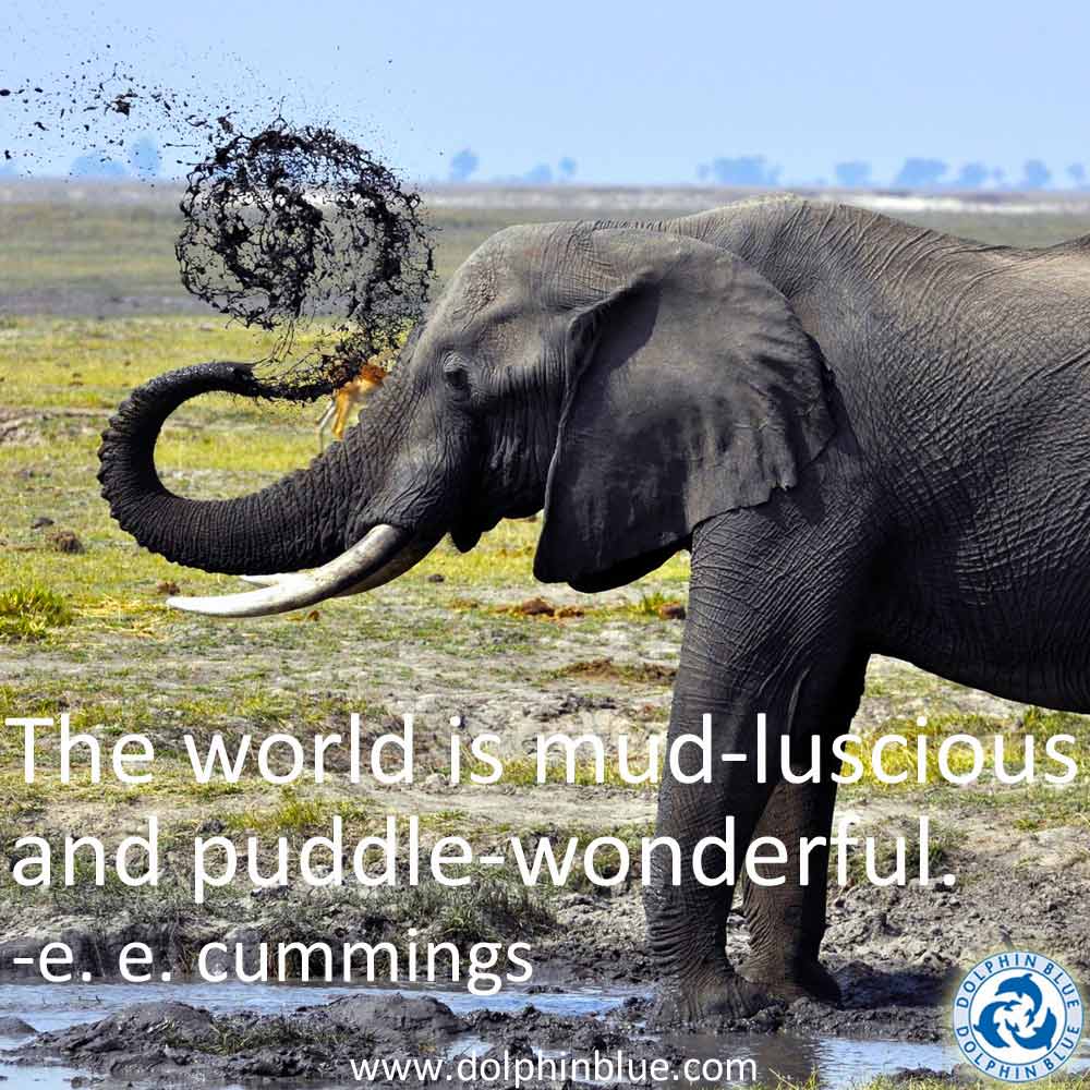 Elephant Quotes And Sayings. QuotesGram