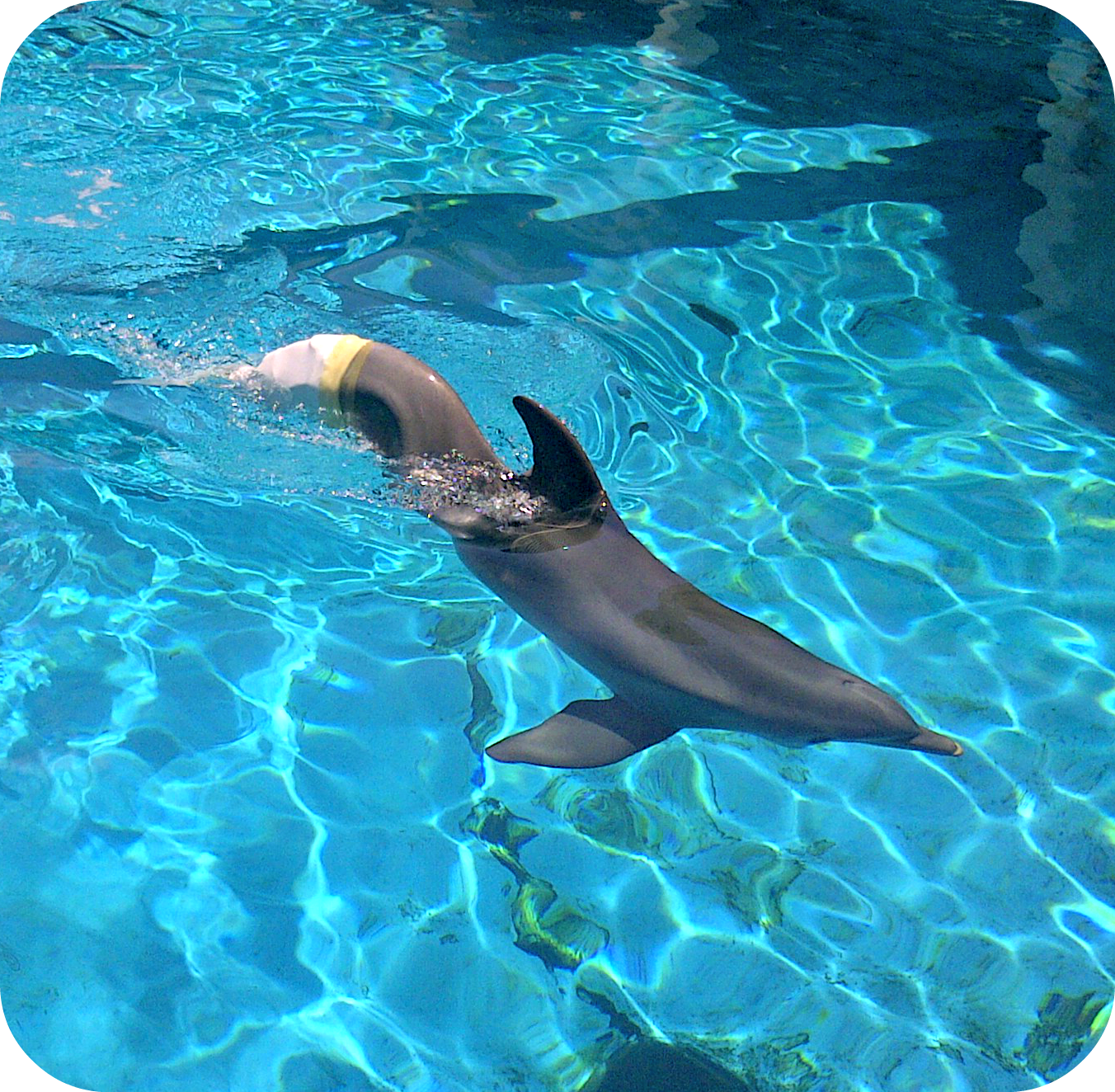 Quotes About Winter The Dolphin. QuotesGram