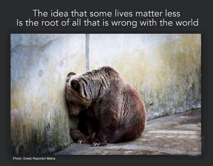 Animals In Captivity Quotes QuotesGram