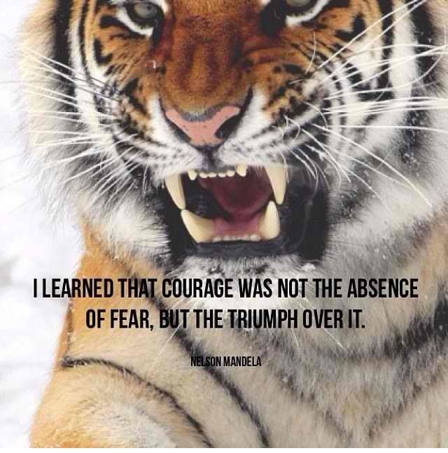 Tiger Quotes. QuotesGram
