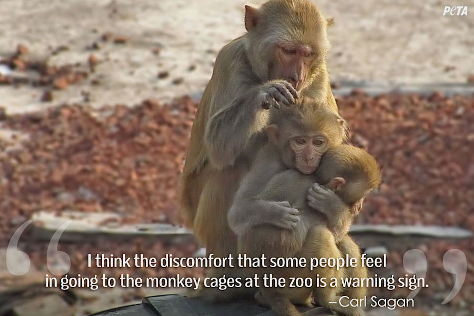 Animals In Captivity Quotes. QuotesGram