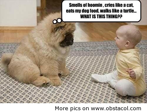 Cute Puppies Funny Quotes Quotesgram Cute Puppies Funny Quotes Quotesgram