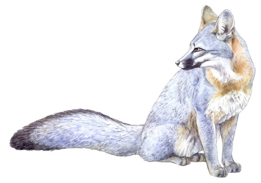 Gray Fox Quotes. QuotesGram