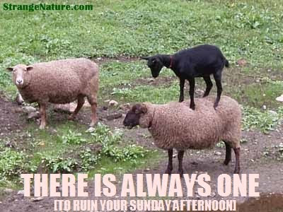 Funny Sheep Quotes. QuotesGram