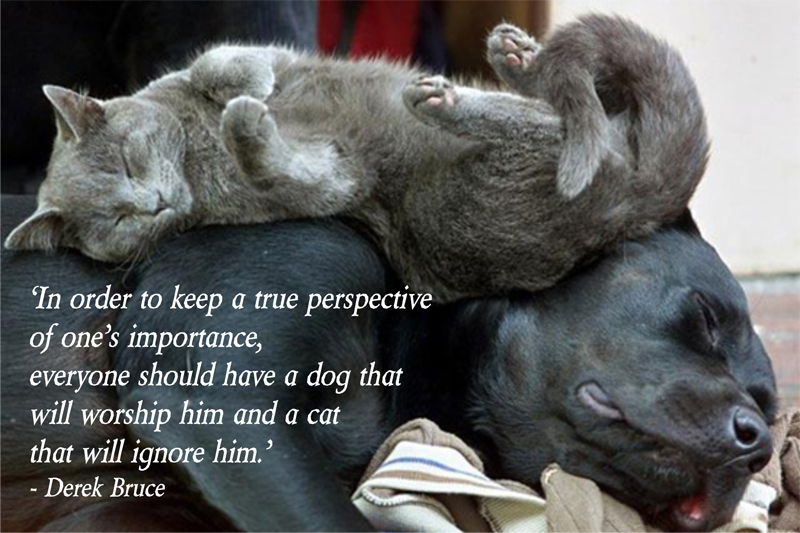 Puppies And Kittens Quotes. QuotesGram Puppies And Kittens Quotes. QuotesGram