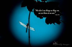 Dragonflies Quotes Motivational. QuotesGram