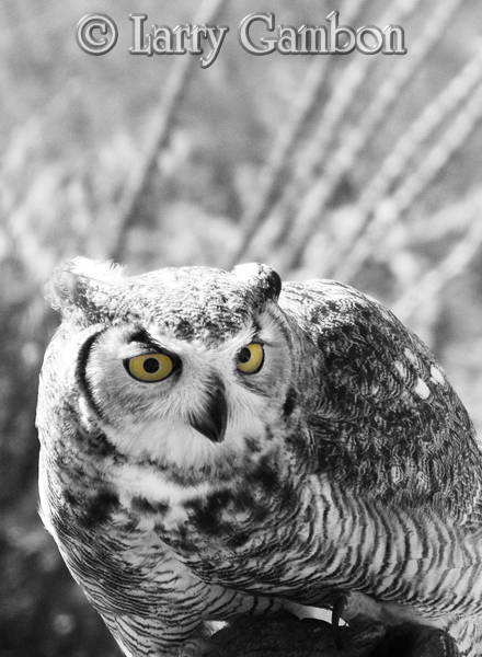Owl Eyes Great Gatsby Quotes. QuotesGram