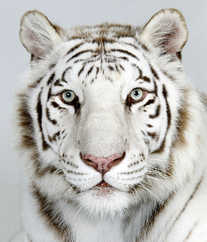 white bengal tiger wallpaper hd