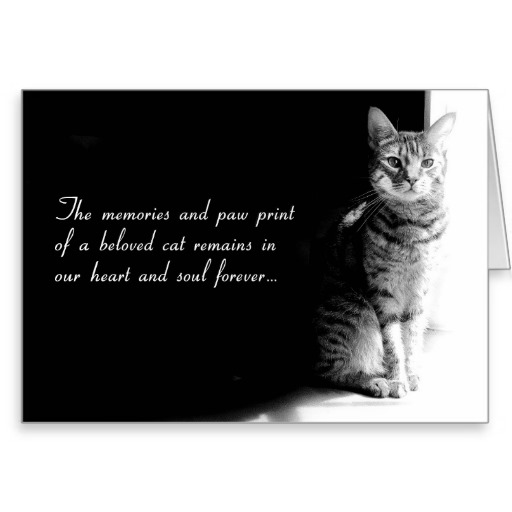 Cat Sympathy Poems Quotes Quotesgram