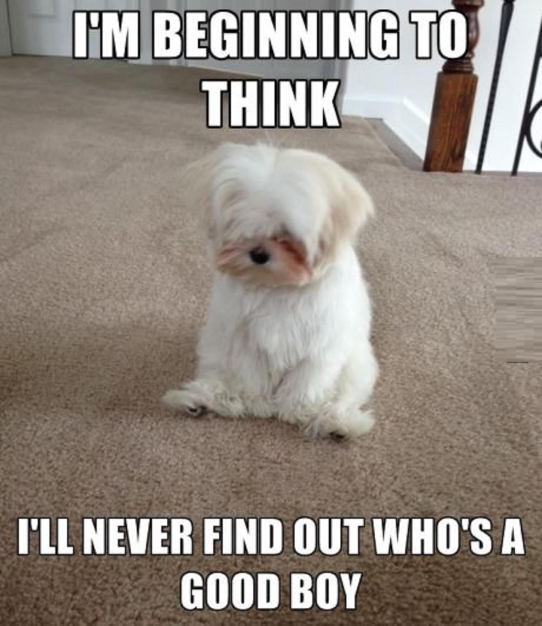 Maltese Funny Quotes Quotesgram Maltese Funny Quotes Quotesgram