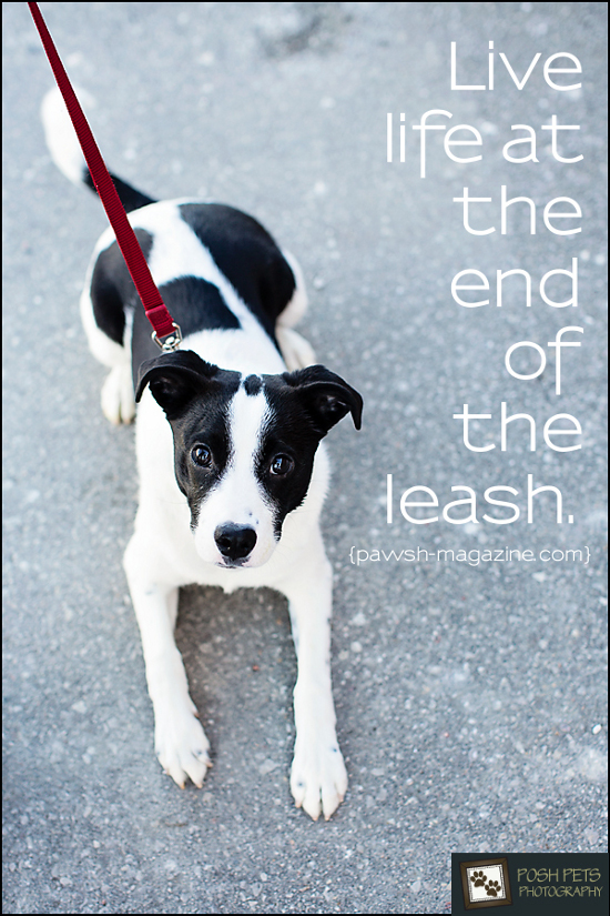 Spring Dog Quotes. QuotesGram