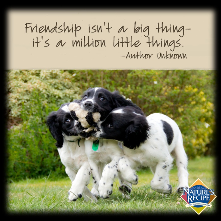 Dog Friendship Quotes. QuotesGram