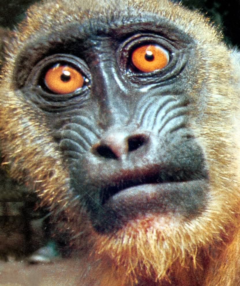 Monkey Faces Quotes Quotesgram