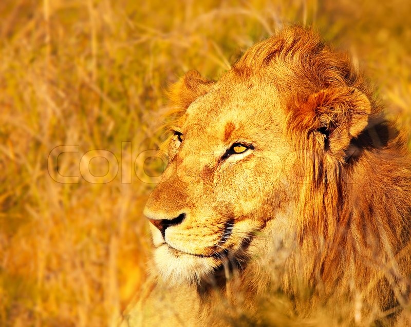 Quotes About South African Animals. QuotesGram