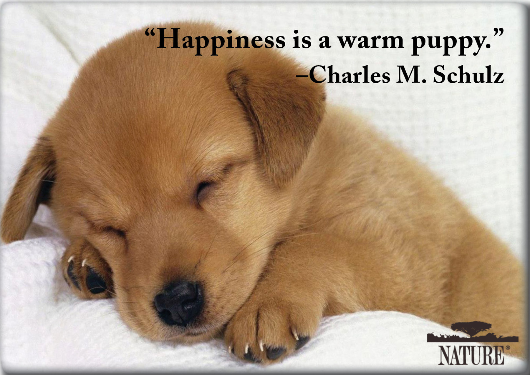 Famous Pet Quotes QuotesGram