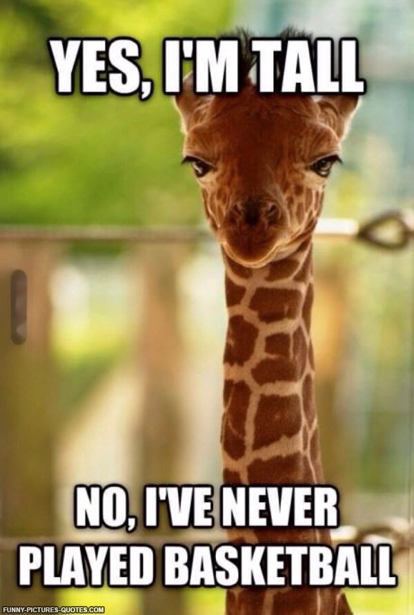 funny reply to how tall are you