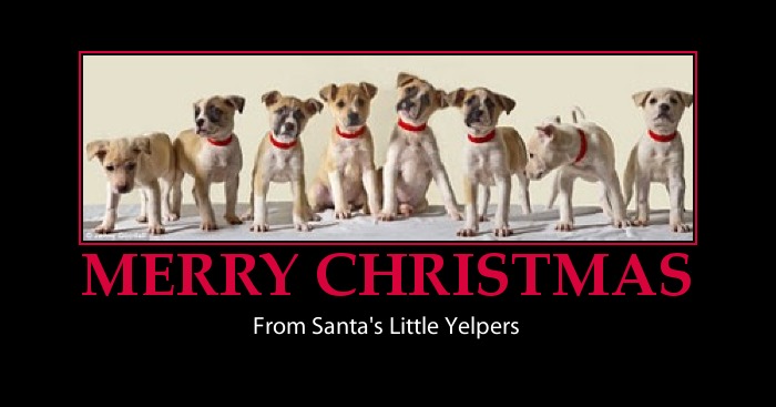 Holiday Dog Quotes. QuotesGram